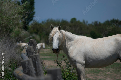 Caballo Blanco