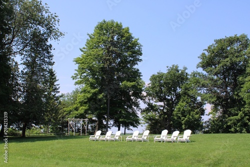 trees in the park