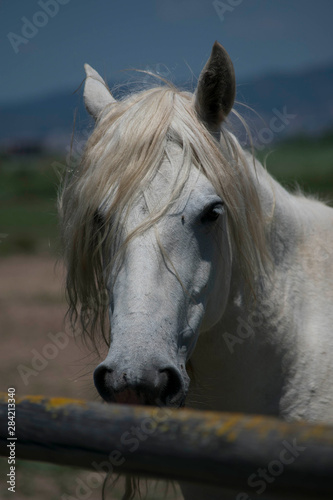 Mirada fija