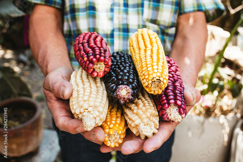 Foto Mexican Corn, maize dried colorful corn cobs on mexican hands in Mexico
