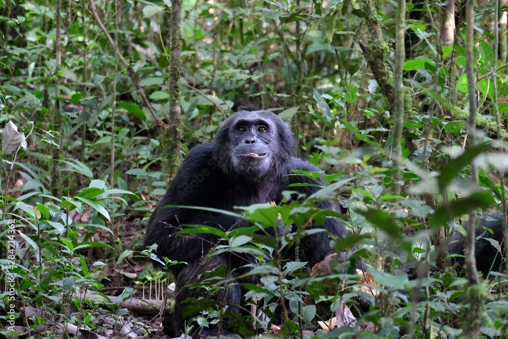Schimpanse im Kibale Forest Nationalpark, Uganda Schimpanse im Kibale Forest Nationalpark, Uganda