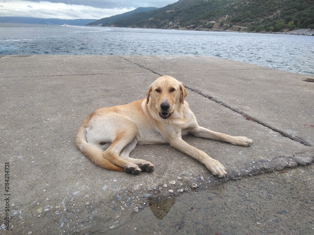 The beautiful Animal Dog in the natural environment The beautiful Animal Dog in the natural environment