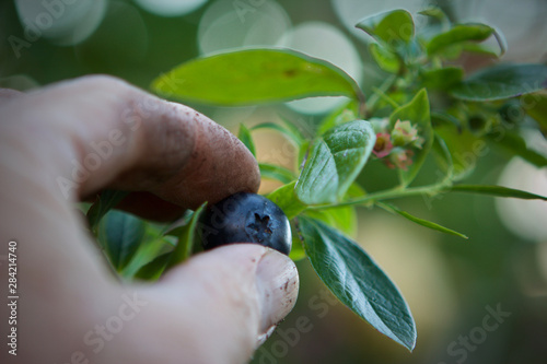 Male hand picking ripe Blueberry from bush photo