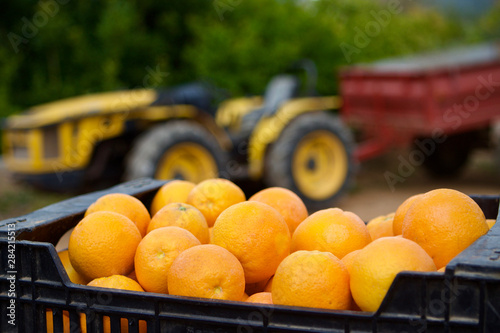 Oranges being farmed in an orange grove