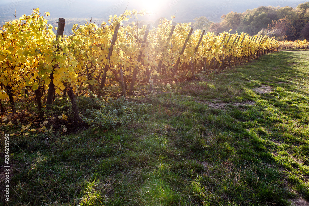 Naklejka premium Landscape of vineyard of autumnal sunlight. Around the 
