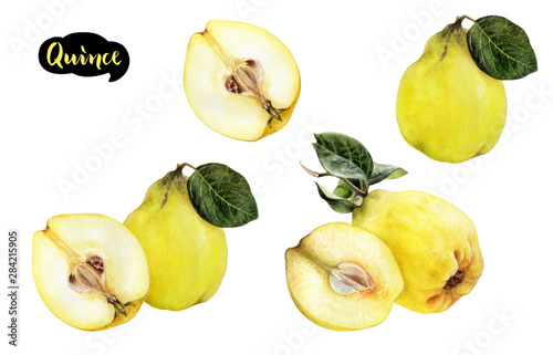 Quince fruit watercolor isolated on white background