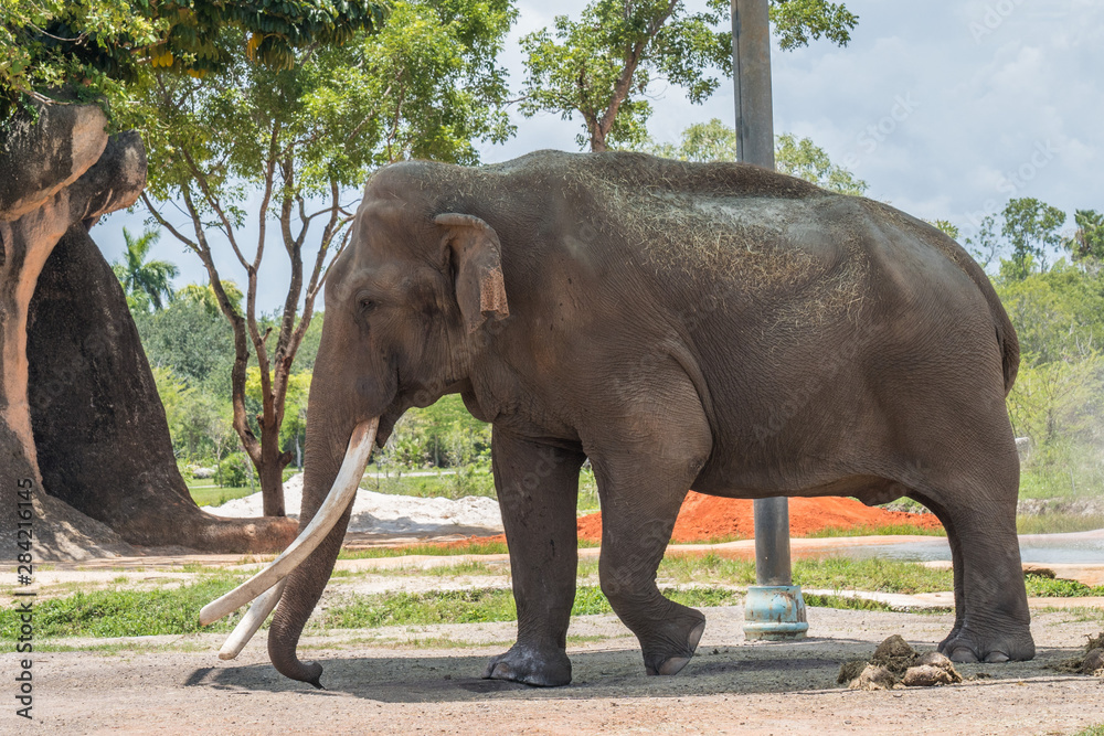 Fototapeta premium African bush elephant walking
