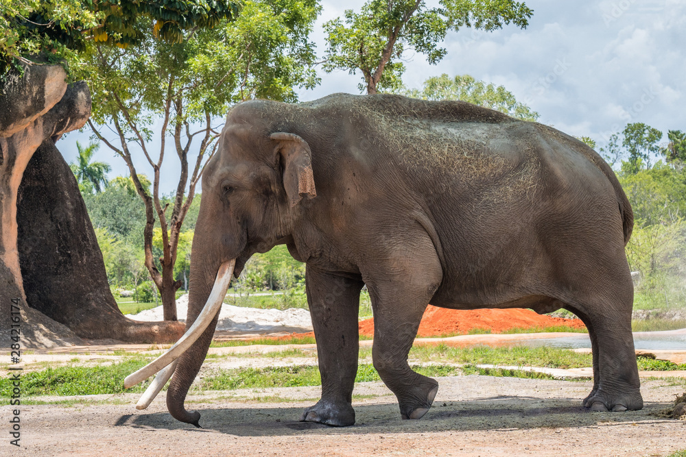 African bush elephant walking