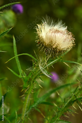 Bunch of thistle seeds on plant.