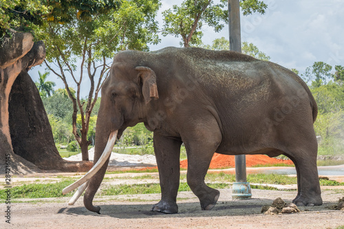 African bush elephant walking