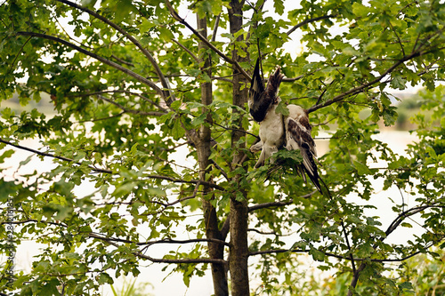 Two dead seagulls hanging on a tree.