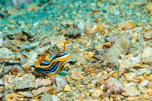 Yellow, white and black nudibranch. Underwater photo. Red sea. © Artur