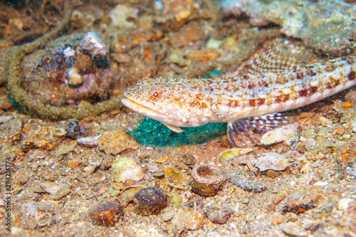 Sand lizardfish (Synodus dermatogenys). Red sea. Egypt. photo