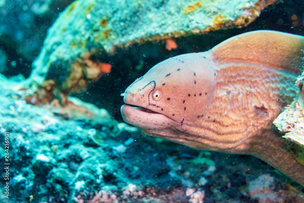 White Moray eel-Gymnothorax thyrsoideus. Red sea, Egypt. White Moray eel-Gymnothorax thyrsoideus. Red sea, Egypt.