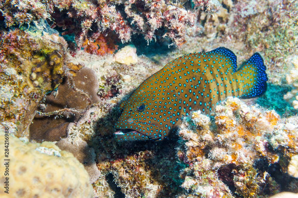 Yellowedged lyretail (Variola louti). Red sea. Egypt. Yellowedged lyretail (Variola louti). Red sea. Egypt.