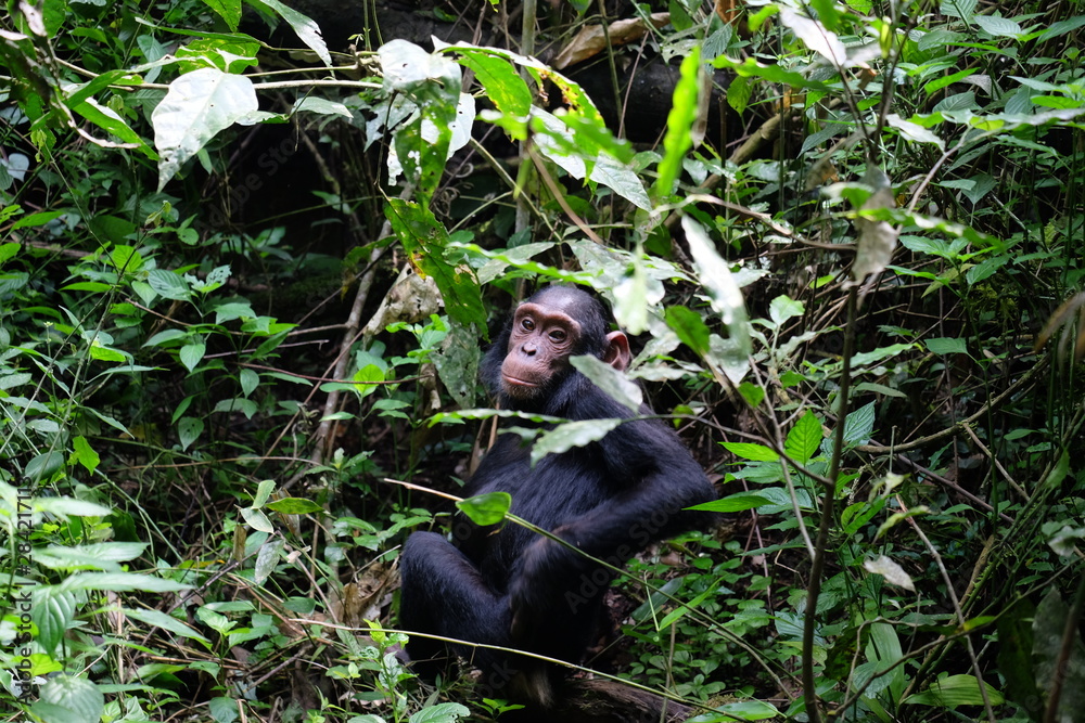 Schimpanse im Gebüsch des Kibale Forest Nationalpark