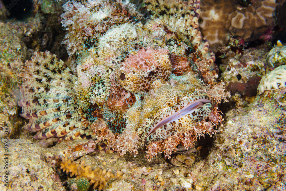 Tassled scorpionfish (Scorpaenopsis oxycephala). Red sea. Egypt.