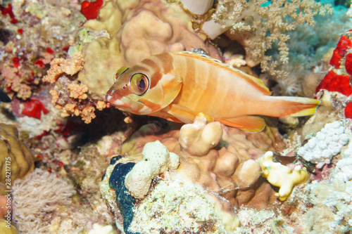 Red banded grouper (Epinephelus fasciatus). Red sea. Egypt. photo