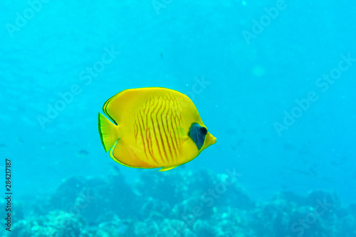  Masked butterflyfish (Chaetodon semilarvatus). Red sea. Egypt.