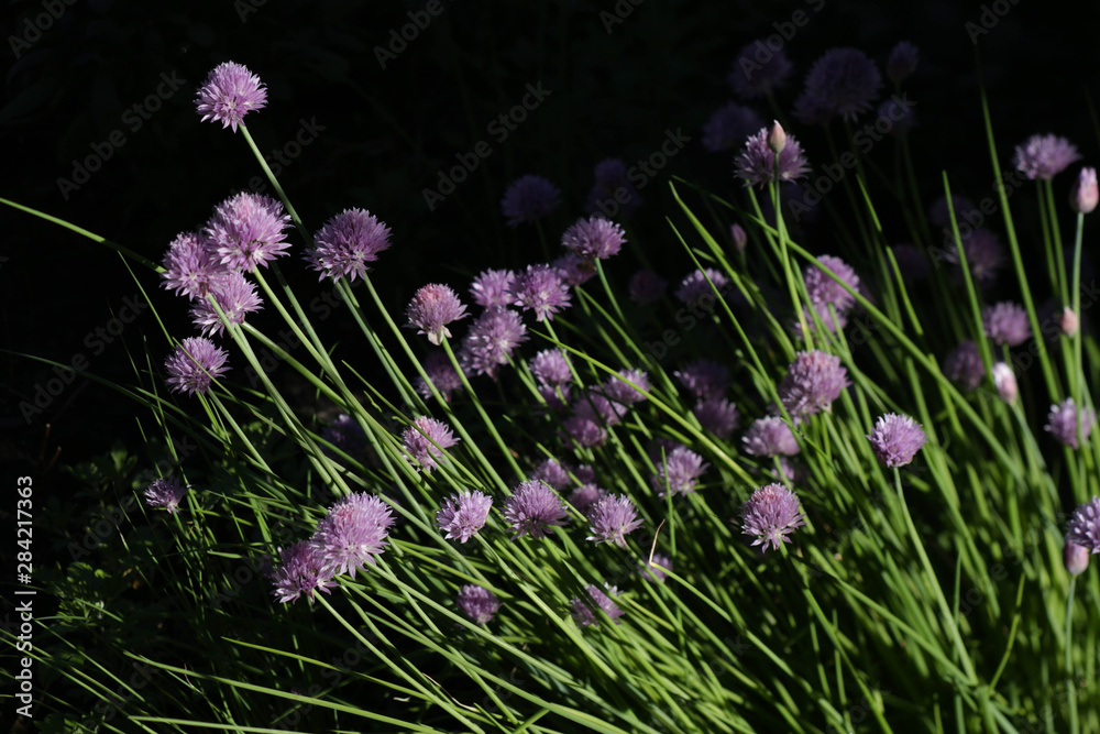 Obraz premium Wild clover