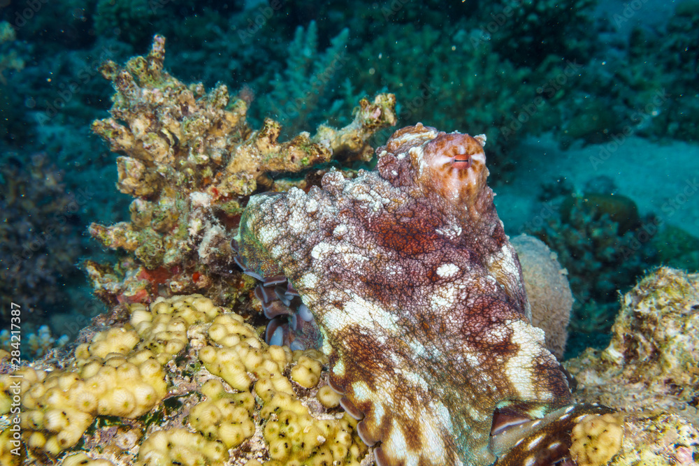 The octopus mimics the coral. Octopus vulgaris. Red sea. Egypt.