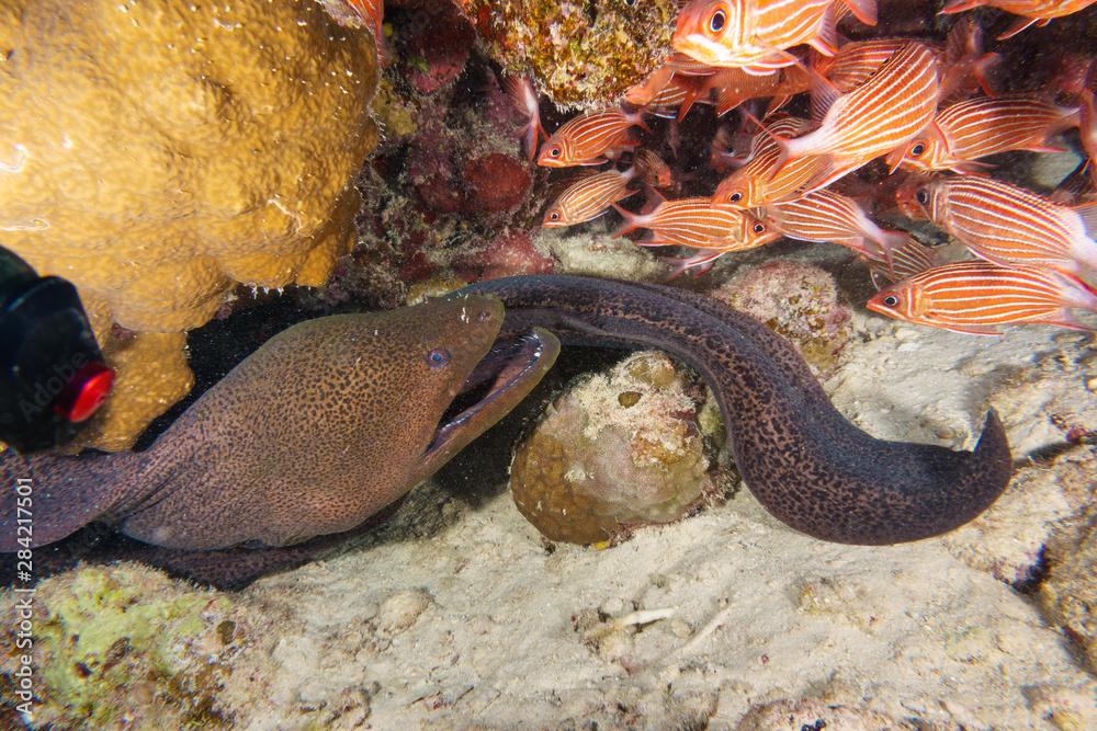 Giant Moray eel-Gymnothorax thyrsoideus. Red sea, Egypt.