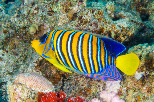 Royal angelfish (Pygoplites diacanthus). Red Sea, Egypt.