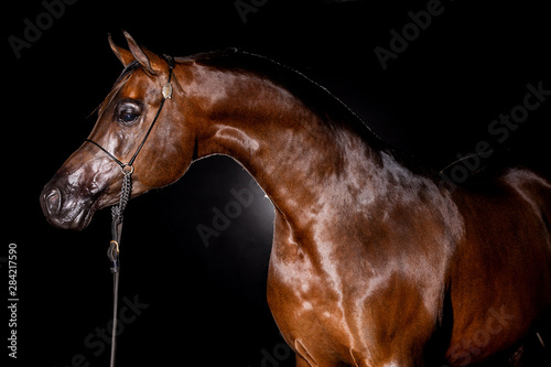 Arabian Stallion photo