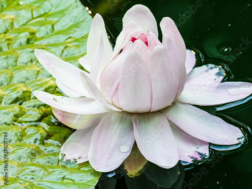 Vitoria Regia flower 3 (Vitoria amazonica) at MUSA, Manaus-AM