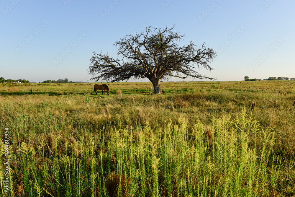 Fototapeta premium Horse and lonely tree in Pampas landscape