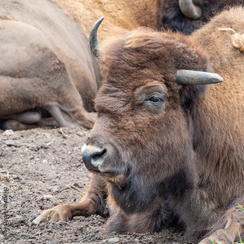 Portrait of a buffalo while relaxing. Portrait of a buffalo while relaxing.
