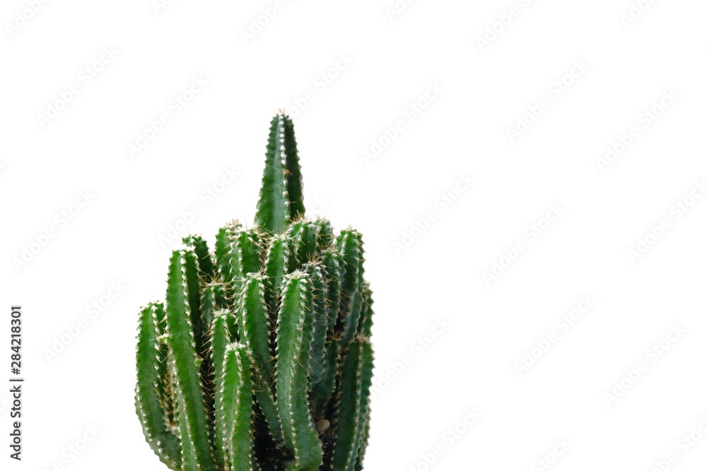A small cactus flower on white isolated background for green foliage backdrop and copy space A small cactus flower on white isolated background for green foliage backdrop and copy space