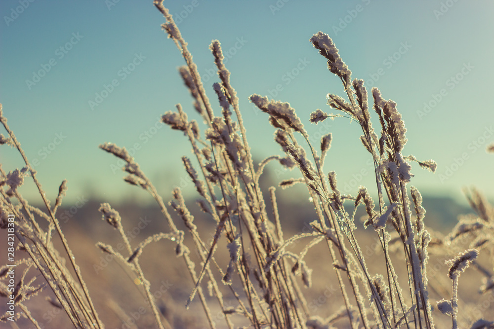 Fototapeta premium close up photo snow covered stems