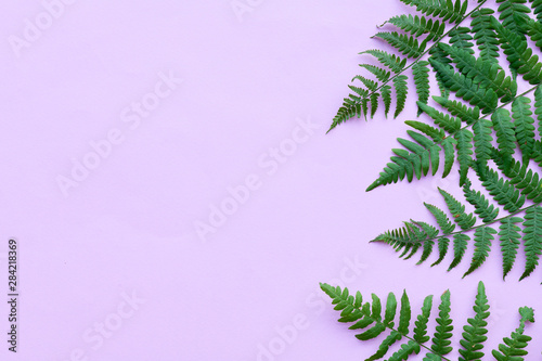Top view of green tropical fern leaves