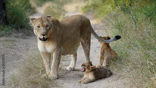 Noble Lion Mother