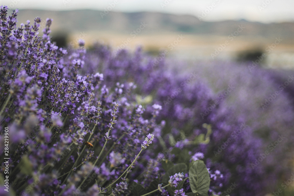 Obraz premium field of lavender