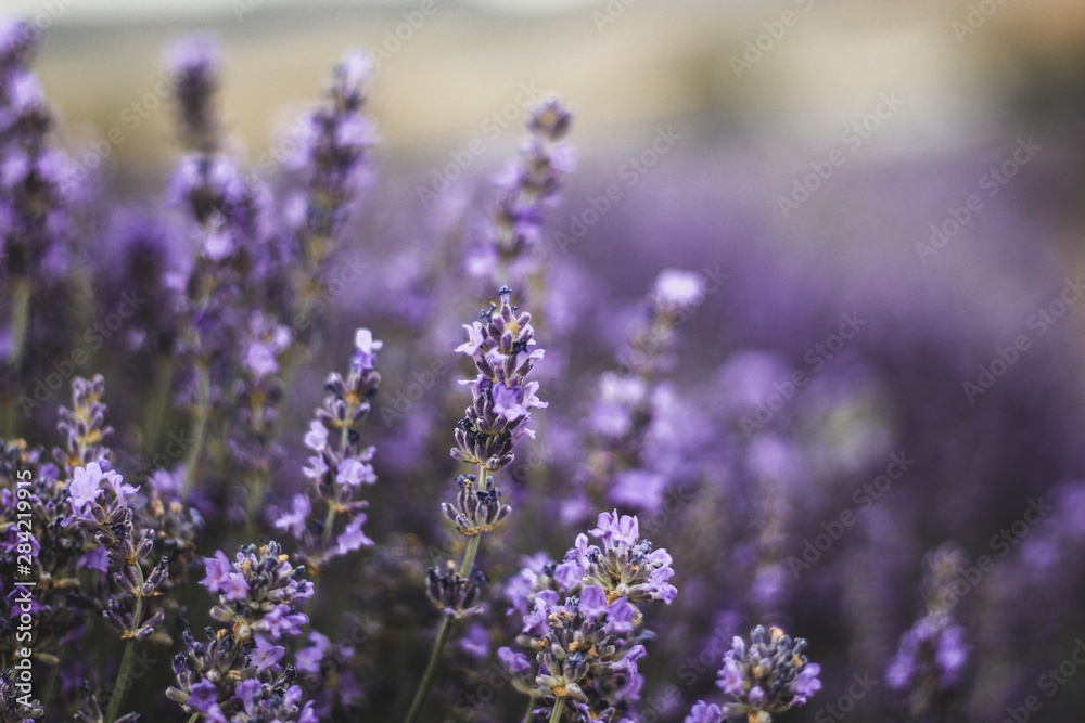 lavender flowers lavender flowers