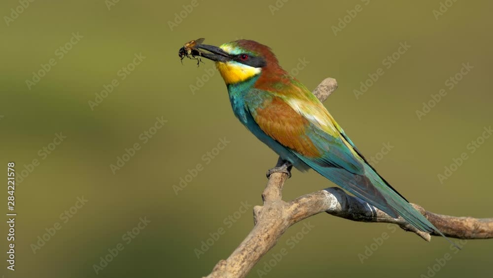 European bee-eater (Merops apiaster) with a prey European bee-eater (Merops apiaster) with a prey