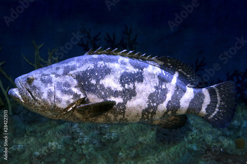 Goliath grouper (Epinephelus itajara) in deep water.