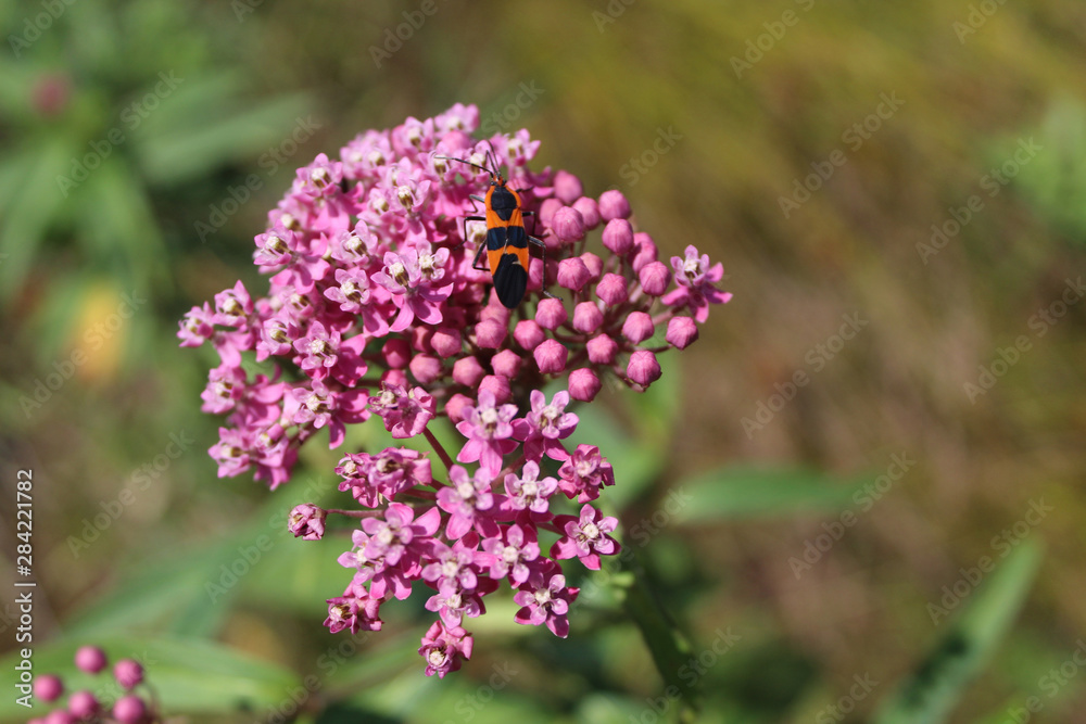 Fototapeta premium Large milkweed bug on swamp milkweed bloooms at Linne Woods Restored Prairie in Morton Grove, Illinois