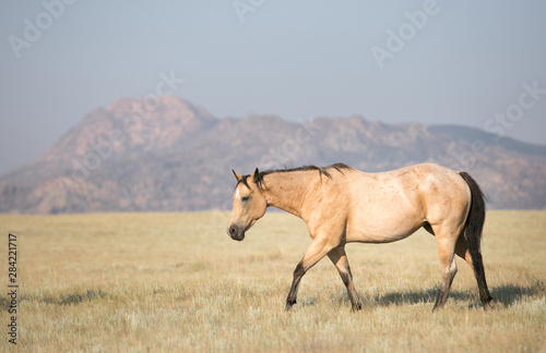 Lone Buckskin