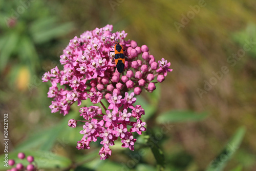 Large milkweed bug on swamp milkweed bloooms at Linne Woods Restored Prairie in Morton Grove, Illinois photo