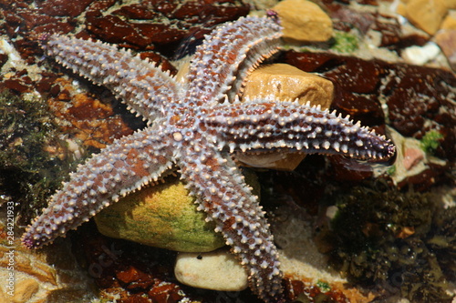 Spiny star fish or Starfish scientific name Marthasterias glacialis in Knsyna heads South Africa