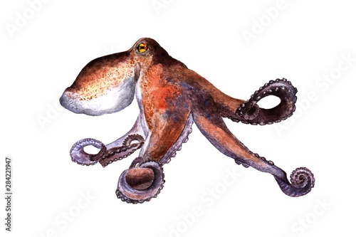 octopus painted in watercolor - illustration