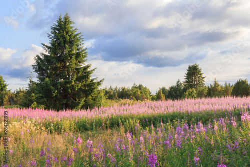 Landscape with Fireweed in bloom. Meadow of beautiful pink flowers against the background of the forest and the cloudy sky with sunlight