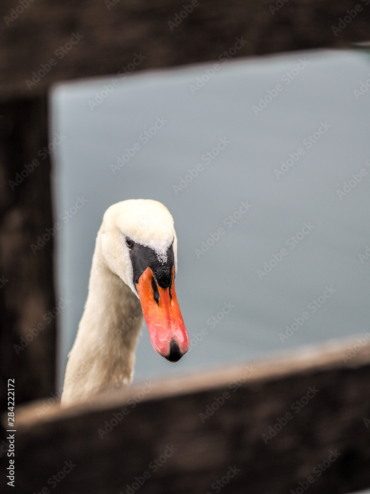 Obraz premium White swan looking at the wooden window.