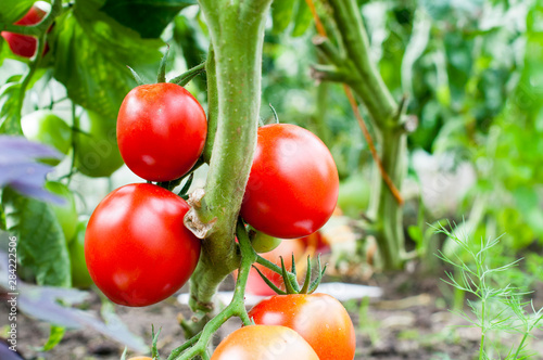 delicious and red tomatoes natural