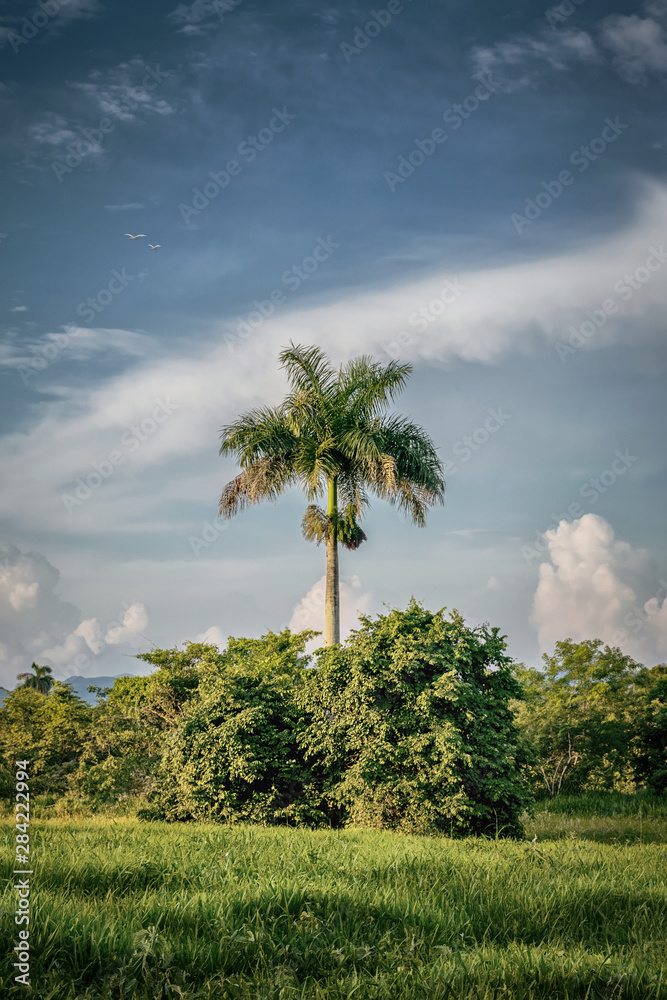 Fototapeta premium Solo de palma