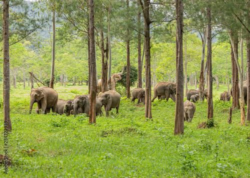 Canvas Print Asian wild elephants look very happy with food in the rainy season