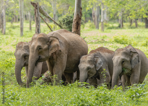 Asian wild elephants look very happy with food in the rainy season